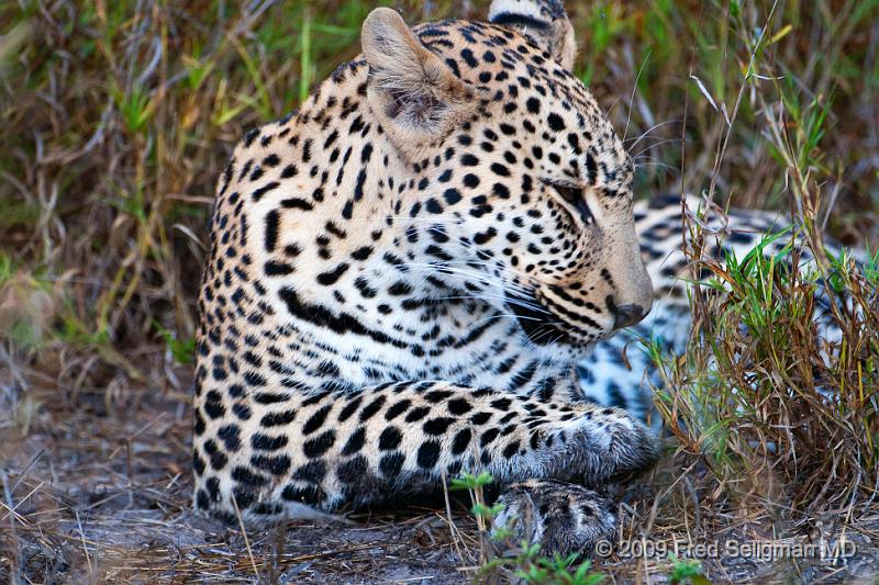 20090615_100149 D300 (8) X1.jpg - Leopard in Okavanga Delta, Botswana
